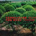 江苏火棘价格,火棘基地