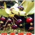 巴西甜樱桃
