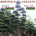 榕树盆景