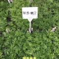 袖珍椰子