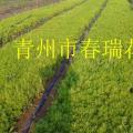 佛甲草