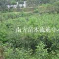 红豆杉