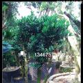 四季红山茶