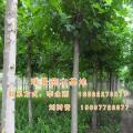 法国梧桐