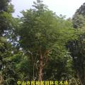 红花楹