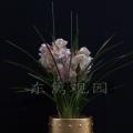大花蕙兰