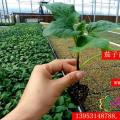 其它观果盆栽