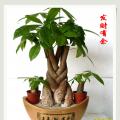 发财树