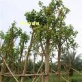 菩提树、菩提榕