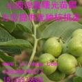 辽核核桃苗