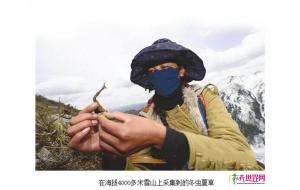 中科院植物学专家揭秘冬虫夏草
