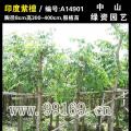 印度紫檀