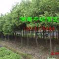 直生香樟