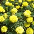 金光菊