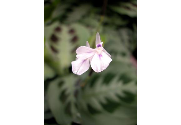 豹斑竹芋