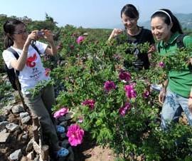 北京：妙峰山万富玫瑰谷 花开致富花农（图）