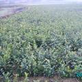 高产油茶苗