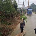 印度紫檀