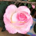 茶花
