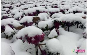 中东部地区迎今冬最强降雪,多地拉响暴雪警报 中东部地区迎今冬最强降雪,多地拉响暴雪警报