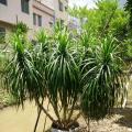 其它棕榈植物