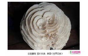 泰国现巨型蘑菇形似玫瑰 村民视作吉祥物