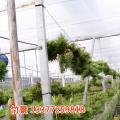 空气凤梨