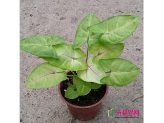 金童子合果芋