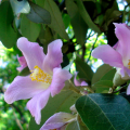 黄心紫花