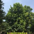 红蒲桃