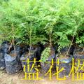 蓝花楹