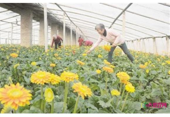 卧龙区蒲山镇花卉产业成规模 花农增收笑颜开