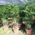 夏威夷椰子