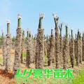 切杆栾树/黄山栾树/灯笼树/摇钱树