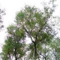 黄花风铃木