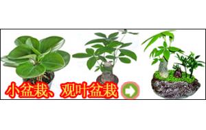 栏目介绍 -观叶盆栽