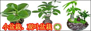 栏目介绍 -观叶盆栽