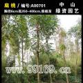 扁桃