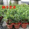 香水柠檬