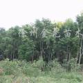 黄山栾树