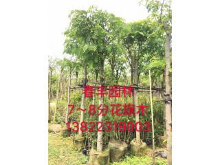 花旗木