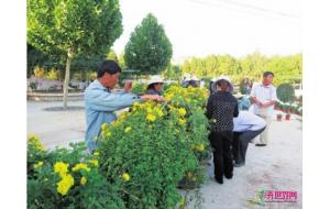 甘肃：兰州植物园办菊花展为国庆添彩
