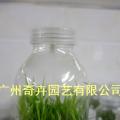 龙血树