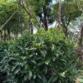 非洲茉莉