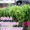 黄花梨