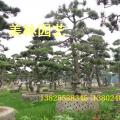 黑松