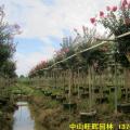 小叶紫薇