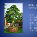 台湾罗汉松