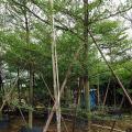 小叶榄仁