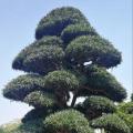 日本罗汉松